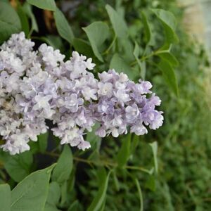 Syringa vulgaris 'Katherine Havemeyer' 60-80 cm